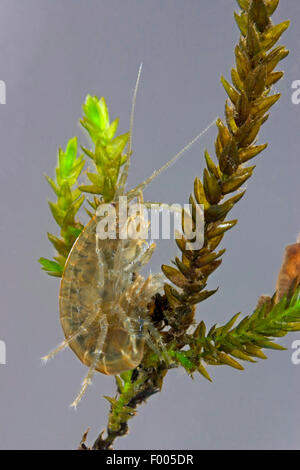 La crevette d'eau douce (Rivulogammarus pulex, Gammarus pulex), à l'élodée, Allemagne Banque D'Images