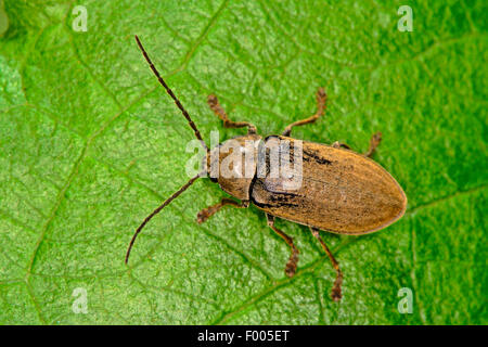 Orchid Beetle (Dascillus cervinus), sur une feuille, Allemagne Banque D'Images