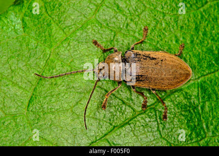 Orchid Beetle (Dascillus cervinus), sur une feuille, Allemagne Banque D'Images