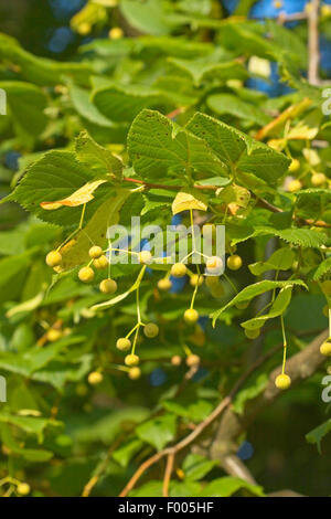 Tilleul à petites feuilles, littleleaf linden, peu de feuilles Tilia cordata (Tilleul), branche avec fruits, Allemagne Banque D'Images