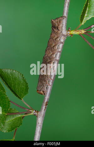 Green-chat Crescent (Allophyes oxyacanthae, Miselia Meganephria, oxyacanthae oxyacanthae), Caterpillar sur une brindille, Allemagne Banque D'Images