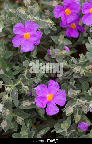 Ciste à feuilles blanc, gris-leaved Cistus Cistus albidus) (en fleurs, Banque D'Images