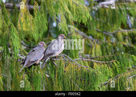 Le pigeon à queue barrée (Patagioenas fasciata), paire se trouve dans un arbre conifère, l'île de Vancouver, Canada Banque D'Images