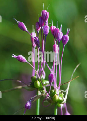 Carénées, l'ail (Allium carinatum), inflorescence, Allemagne, Bavière, Oberbayern, Haute-Bavière Banque D'Images