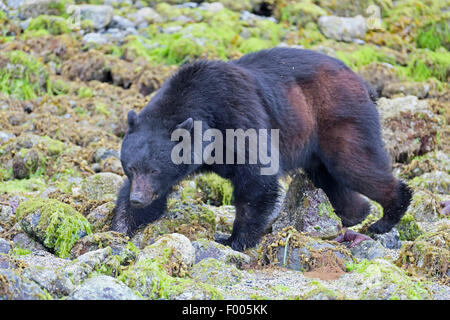 Ours noir (Ursus americanus), marche à pied à la plage de Stony, Canada, Alberta, parc national de Banff Banque D'Images