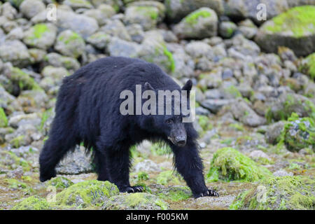 Ours noir (Ursus americanus), marche à pied à la plage de Stony, Canada, Alberta, parc national de Banff Banque D'Images