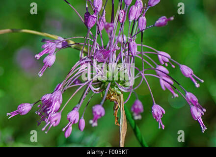 Carénées, l'ail (Allium carinatum), inflorescence, Allemagne, Bavière, Oberbayern, Haute-Bavière Banque D'Images