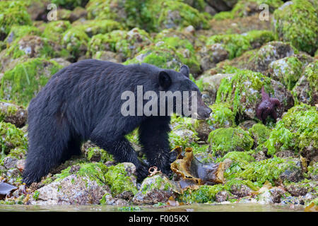 Ours noir (Ursus americanus), la marche au bord de l'alimentation et la recherche de pierre, Canada, Alberta, parc national de Banff Banque D'Images