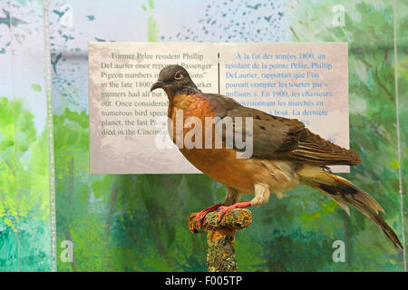 Tourte (Ectopistes migratoria), taxidermied pigeon dans le centre d'information, l'espèce est éteinte dans le monde, Canada, Parc National de la Pointe-Pelée Banque D'Images