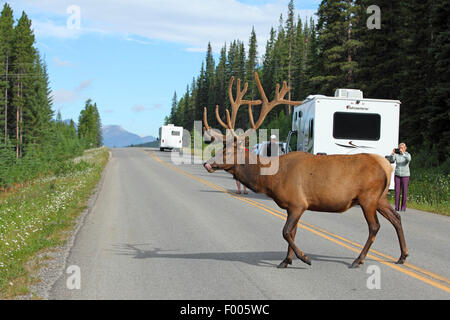 Wapiti, le wapiti (Cervus elaphus canadensis, Cervus canadensis), vieux cerf traversant un chemin de campagne, le Canada, l'Alberta, parc national de Banff Banque D'Images