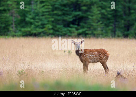 Wapiti, le wapiti (Cervus elaphus canadensis, Cervus canadensis), browing fawn debout dans une prairie, Canada, Banff National Park Banque D'Images