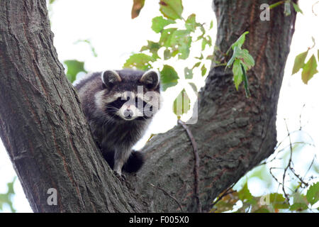 Politique raton laveur (Procyon lotor), assis dans un arbre, le Canada, l'Ontario, le Parc National de la Pointe Pelée Banque D'Images