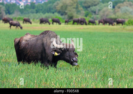 Buffle d'Asie, wild water buffalo, carabao (Bubalus bubalis, Bubalus arnee), wild water buffalo paissant dans une prairie inondée, la Grèce, le lac Kerkini Banque D'Images