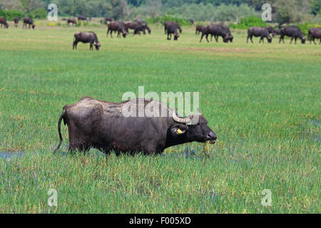 Buffle d'Asie, wild water buffalo, carabao (Bubalus bubalis, Bubalus arnee), wild water buffalo paissant dans une prairie inondée, la Grèce, le lac Kerkini Banque D'Images