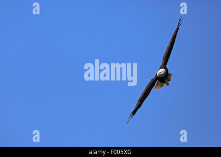 American Bald Eagle (Haliaeetus leucocephalus), le pilotage, l'île de Vancouver, Canada Banque D'Images