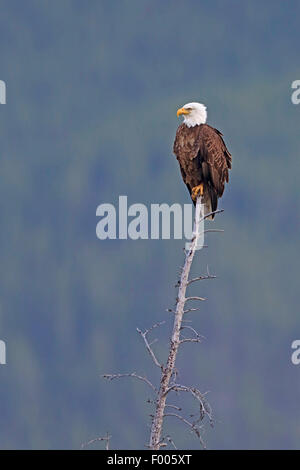 American Bald Eagle (Haliaeetus leucocephalus), assis sur un arbre mort, lookout, Canada, Banff National Park Banque D'Images