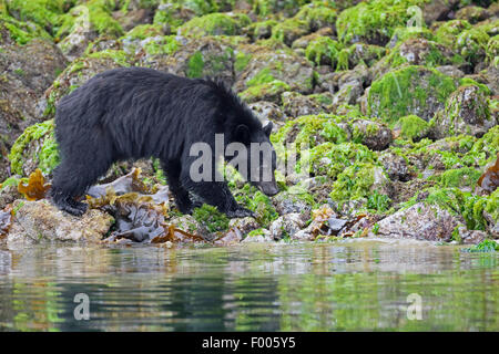 Ours noir (Ursus americanus), la marche au bord de l'alimentation et la recherche de pierre, Canada, Alberta, parc national de Banff Banque D'Images