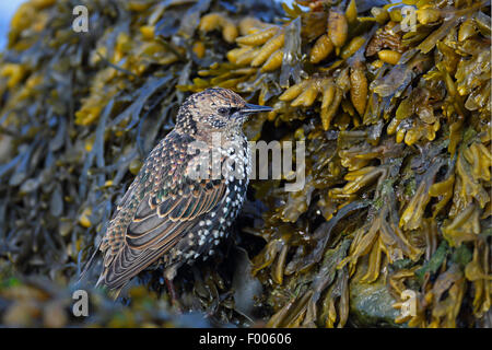 Étourneau sansonnet (Sturnus vulgaris), l'étourneau en plumage d'hiver à la recherche de nourriture à bladderrack frise, Pays-Bas, Banque D'Images