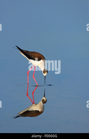 Black-winged Stilt (Himantopus himantopus), Recherche pour l'alimentation en eau peu profonde, image miroir, Grèce, Lesbos Banque D'Images