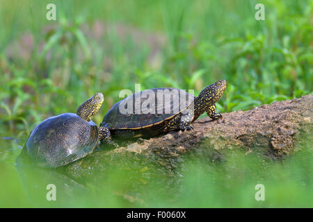 Étang d'Europe, tortue tortue de l'étang d'Europe, Emys orbicularis (tortue), deux tortues d'asseoir à une pierre, la Grèce, le lac Kerkini Banque D'Images