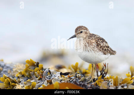 Le bécasseau minuscule (Calidris minutilla), debout à la côte rocheuse, Canada, Victoria, île de Vancouver Banque D'Images