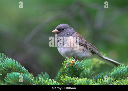 Le Junco ardoisé (Junco hyemalis), assis sur une branche de sapin Douglas, Canada, Banff National Park Banque D'Images