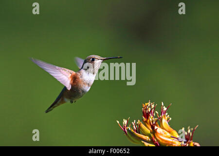 (Le colibri Selasphorus rufus), femme battant devant une fleur, l'île de Vancouver, Canada Banque D'Images