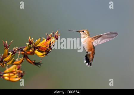 (Le colibri Selasphorus rufus), femme battant devant une fleur, l'île de Vancouver, Canada Banque D'Images