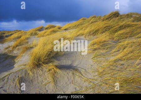 L'ammophile dans les dunes, l'Allemagne, Schleswig-Holstein, Helgoland Banque D'Images