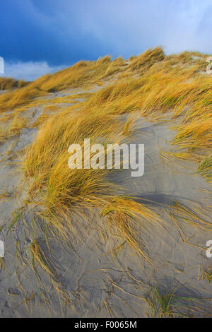 L'ammophile dans les dunes, l'Allemagne, Schleswig-Holstein, Helgoland Banque D'Images