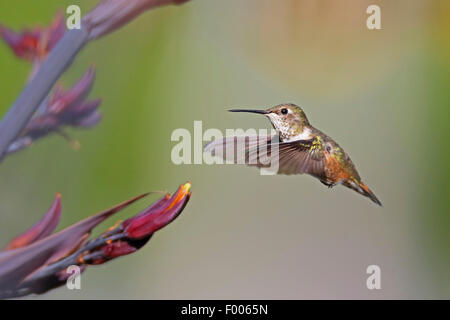 (Le colibri Selasphorus rufus), femme battant devant une fleur, l'île de Vancouver, Canada Banque D'Images