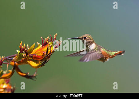 (Le colibri Selasphorus rufus), femme battant devant une fleur, l'île de Vancouver, Canada Banque D'Images