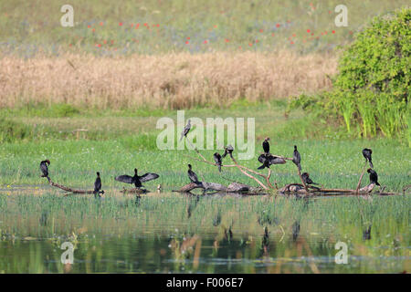 Cormoran pygmée (Phalacrocorax pygmeus), groupe assis sur un arbre mort sur le bord de l'eau, la Grèce, le lac Kerkini Banque D'Images