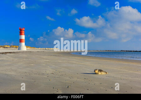 Phare et le joint sur le moindre phare de l'île de Helgoland, Duene Duene, Allemagne, Schleswig-Holstein, Helgoland Banque D'Images