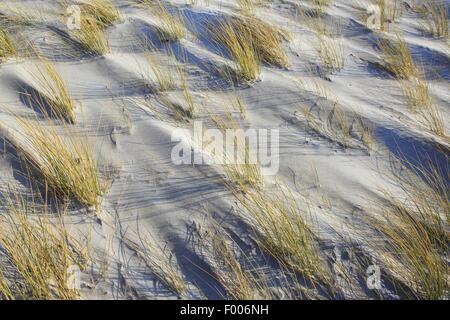 L'ammophile dans les dunes, l'Allemagne, Schleswig-Holstein, Helgoland Banque D'Images