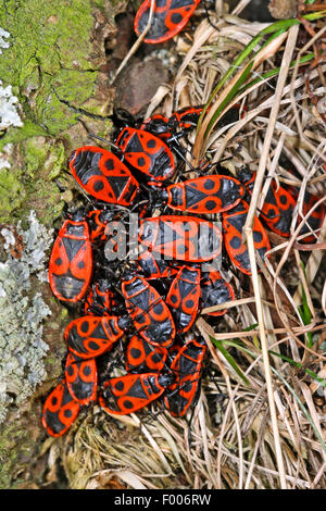 Firebug (Pyrrhocoris apterus), groupe adultes sur l'écorce, Allemagne Banque D'Images