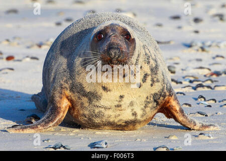 Phoque gris (Halichoerus grypus), homme sur la plage, l'Allemagne, Schleswig-Holstein, Helgoland Banque D'Images