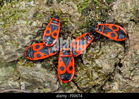 Firebug (Pyrrhocoris apterus), groupe adultes sur l'écorce, Allemagne Banque D'Images