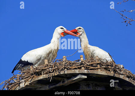 Cigogne Blanche (Ciconia ciconia), deux cigognes assis dans le nid, Allemagne Banque D'Images