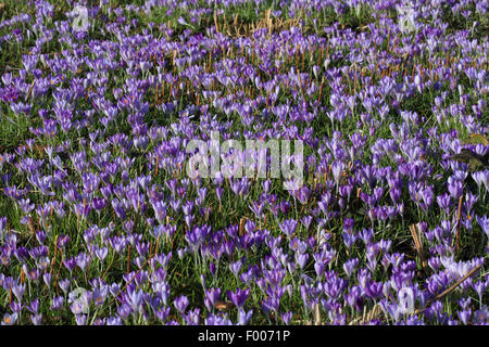 Début de crocus (Crocus tommasinianus), les crocus dans un pré, Allemagne Banque D'Images