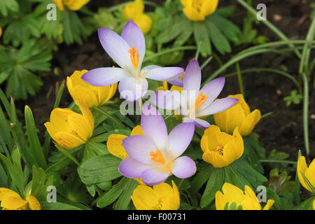 Début de crocus (Crocus tommasinianus), dans un pré en fleurs en hiver, aconit, Allemagne Banque D'Images