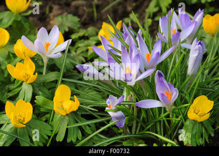 Début de crocus (Crocus tommasinianus), dans un pré en fleurs en hiver, aconit, Allemagne Banque D'Images