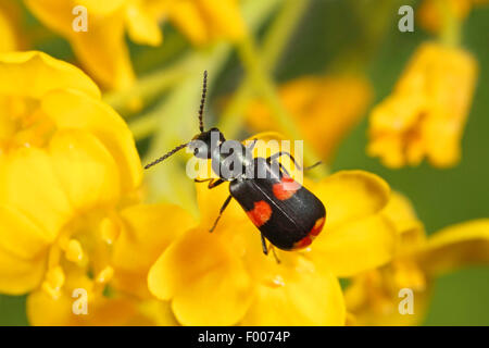 Flower beetle (Anthocomus fasciatus), assis sur les fleurs jaunes, Allemagne Banque D'Images