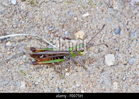 Sauterelle (tacheté Myrmeleotettix maculatus, Gomphocerus maculatus), assis sur le sol, Allemagne Banque D'Images