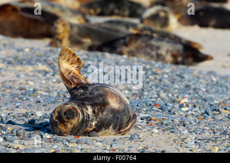 Phoque gris (Halichoerus grypus), le phoque gris le soleil sur la plage, l'Allemagne, Schleswig-Holstein, Helgoland Banque D'Images