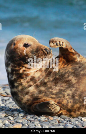 Phoque gris (Halichoerus grypus), le phoque gris le soleil sur la plage, portrait, Allemagne, Schleswig-Holstein, Helgoland Banque D'Images