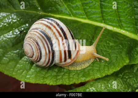 Bagués viennois (escargot Cepaea vindobonensis), sur une feuille, Allemagne Banque D'Images