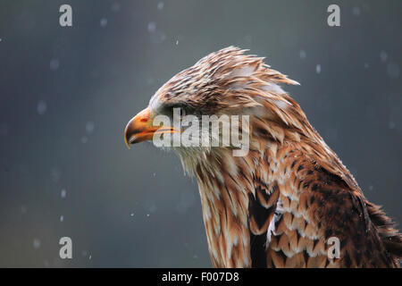 Le milan royal (Milvus milvus), dans la pluie, Allemagne Banque D'Images