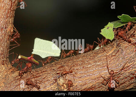 Mégachiles Atta sexdens (ant), plusieurs pièces avec les fourmis de mégachiles de feuilles et tiges Banque D'Images