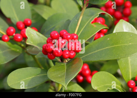 La fructification Skimmia Skimmia japonais (Skimmia Skimmia japonica ssp, reveesinana reveesiana), la fructification. Banque D'Images